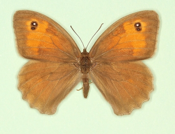 antifulva Meadow Brown (Maniola jurtina)