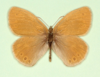 ejecta Large heath (Coenonympha tullia)