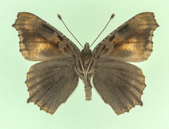 subtusnigrescens Small Tortoiseshell (Aglais urticae)