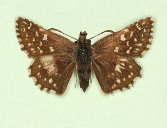 ab. nov Grizzled Skipper (Pyrgus malvae)