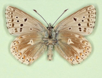 unipuncta + postcaeca Chalkhill Blue (Polyommatus (Lysandra) coridon)