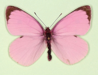 extreme carnea Large White (Pieris brassicae)