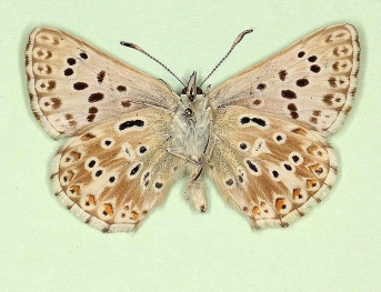 postbielongata + costajuncta Chalkhill Blue (Polyommatus (Lysandra) coridon)