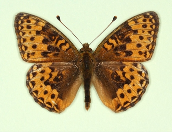nov Dark Green Fritillary (Argynnis aglaja)