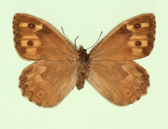 ab. nov Grayling (Hipparchia semele)