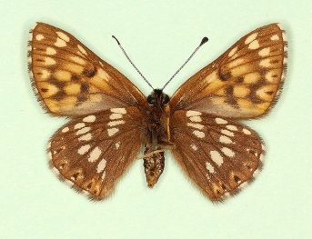 ab.nov Duke of Burgundy (Hamearis lucina)